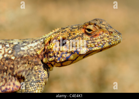 Southern Rock AGAMA SA, Knobel la AGAMA SA, l'AGAMA SA atra knobeli, Goegap Riserva Naturale, Namaqualand, Sud Africa Foto Stock