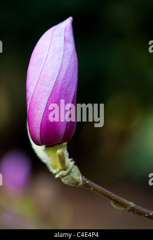 Magnolia Eleanor può, flower bud emergente dal corpo Foto Stock