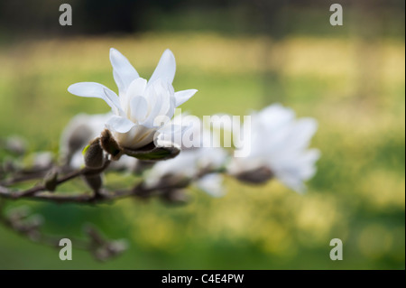 Magnolia stellata fiore Foto Stock