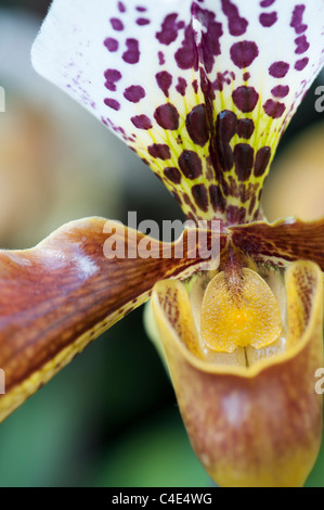 Paphiopedilum orchidee. Pantofola orchid Foto Stock