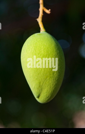 Mangifera indica. La maturazione Mango su un albero in campagna indiana Foto Stock