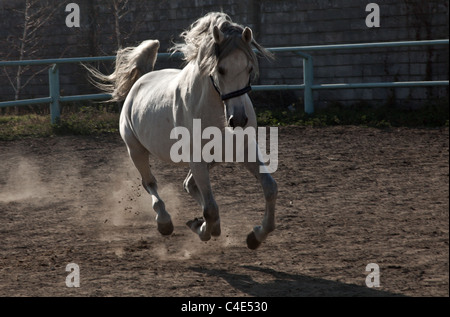 Il cavallo bianco salta in un rifugio ho lasciare dopo sé tracce di polvere Foto Stock