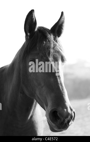 È nero bianco un ritratto di un cavallo, una testa di un animale Foto Stock