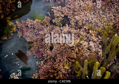 Alga Rossa in un rock pool, Runswick Bay, East Coast Yorkshire, Inghilterra Foto Stock