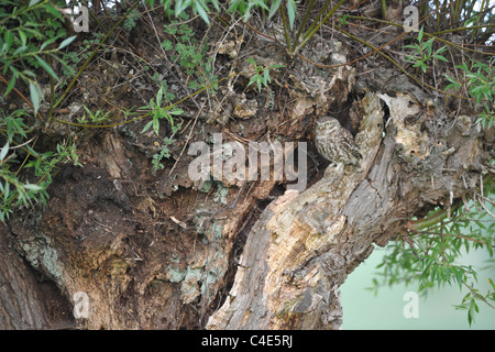 Piccolo gufo (Athenenoctua) in piedi in un foro in un pollard willow a molla Foto Stock