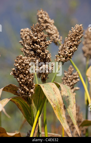 Sorghum bicolor - Nana Sorgo bianco Foto Stock