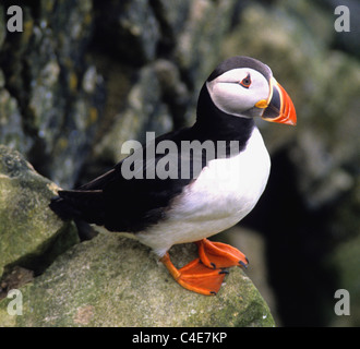 I puffini sono qualsiasi di tre specie di piccole dimensioni di auk (o) alcids nell'uccello genere Fratercula con un colorato luminosamente becco. Puffin Foto Stock