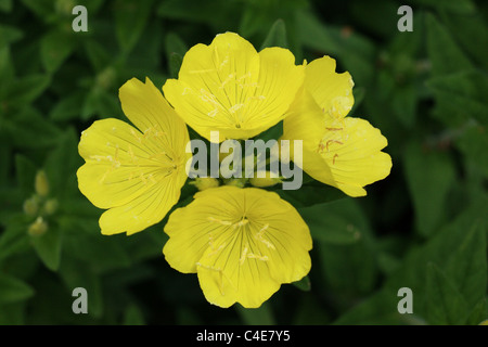 Evening Primerose, Oenothera fruticosa Foto Stock