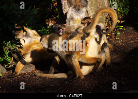 Un bambino spider monkey si aggrappa alle sue mamme posteriore mentre a piedi attraverso una foresta pluviale naturale habitat, lo Zoo di Auckland, Nuova Zelanda. Foto Stock