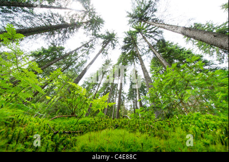 Nationalpark NP Bayerischer Wald Foresta Bavarese Mt. Falkenstein Mountain Bosco di abete rosso vacanza montagna roccia rocce morti di legno Foto Stock