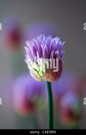 Erba cipollina emergenti di fiori Allium schoenoprasum Foto Stock