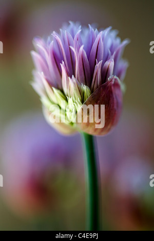 Erba cipollina emergenti di fiori Allium schoenoprasum Foto Stock