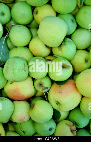 Mele giallo nel campo Foto Stock