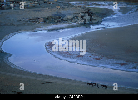 Leader tibetano cavalli lungo le rive del lago Manasarovar, Tibet occidentale. Foto Stock