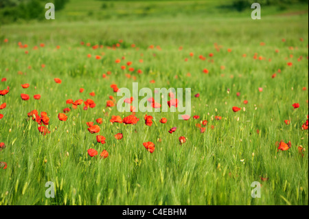 Papaveri rossi sul verde campo di grano in una giornata di vento. DOF poco profondo. Foto Stock