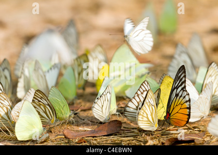 Molti pieridae farfalle raccolta di acqua sul pavimento, kaeng krachan national park, Thailandia Foto Stock