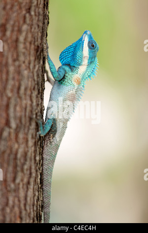 Blue crested lizard Calotes mystaceus salendo sul tronco di albero, Thailandia Foto Stock