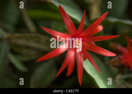 Close up di Pasquale fiore di cactus Foto Stock