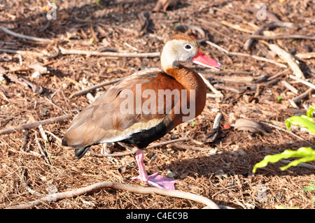 Un singolo nero fischio panciuto anatra (dendrocygna Autumnalis) Foto Stock