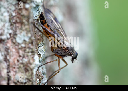 Rhagio Snipe-Fly scolopaceus noto anche come Down-Looker Fly Foto Stock