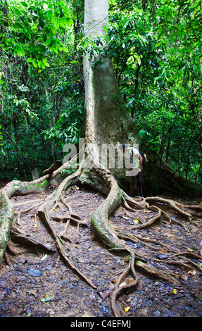 Albero Gigante in Taman Negara N.P. Malaysia Foto Stock