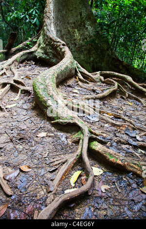 Le radici di un albero gigante Foto Stock