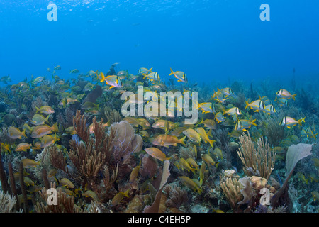 Scuole di reef tropicali pesce nuotare nel corso di una barriera corallina a Jardines de la Reina al largo di Cuba. Foto Stock