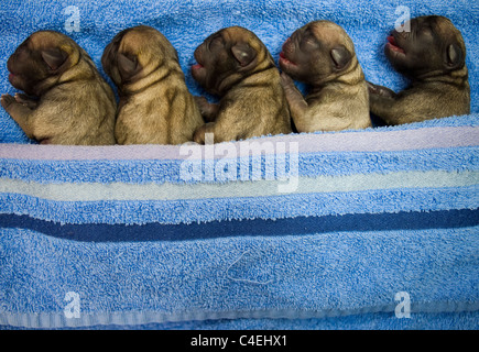 Cinque neonato Pug cuccioli in una riga Foto Stock