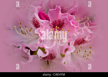 Attraverso un velo di nebbia si trova questo delicato rosa fiore di rododendro Foto Stock