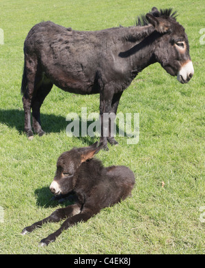 Jedforest Cervi, Scottish Borders - asino mare con appena nato il puledro Foto Stock