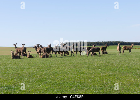 Jedforest Cervi, Scottish Borders - cervi allevati per la carne di cervo Foto Stock