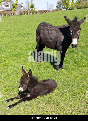 Jedforest Cervi, Scottish Borders - asino mare con appena nato il puledro Foto Stock