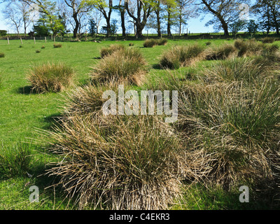 Jedforest Cervi, Scottish Borders - Altopiano di pascolo con erbe palustri Foto Stock