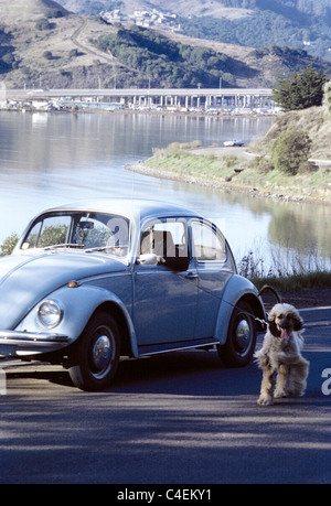 L'uomo cammina cane mentre alla guida della sua Volkswagen 1960 auto in Mill Valley California Foto Stock