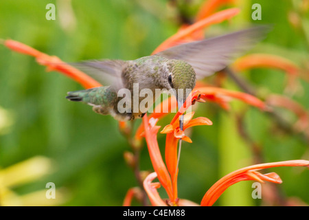 Anna Aletta Hummingbird è fuori come si raccoglie necter da un fiore come si libra.(Calypte anna).Irvine, California Foto Stock