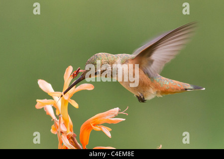 Allen Hummingbird aleggia in midair come si alimenta di un fiore con la sua linguetta estesa.(Selasphorus sasin).Irvine, California Foto Stock