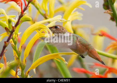 Allen Hummingbird aleggia in midair come si alimenta di un fiore.(Selasphorus sasin) Foto Stock