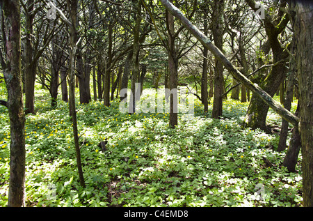 Un anno mille wilde Yew grove con tulipani gialli Foto Stock