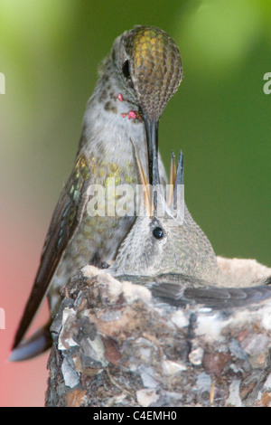 Anna's Hummingbird madre alimenta il suo appetito pulcini nel suo piccolo nido.(Calypte anna).Irvine, California Foto Stock