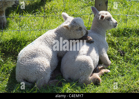 Jedforest Cervi, Scottish Borders - due agnelli in primavera Foto Stock