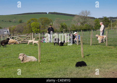 Jedforest Cervi, Scottish Borders - vista generale di attrazione turistica Foto Stock