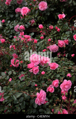 Rosa "Bonica' AGM rosa ad arbusto Foto Stock