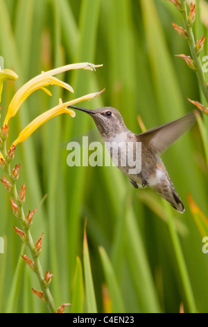 Allen Hummingbird aleggia in midair come si alimenta di un fiore.(Selasphorus sasin).Irvine, California Foto Stock