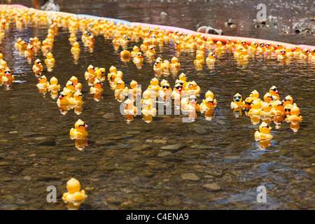 LOS Gatos, CA, Stati Uniti d'America - 12 giugno: La gomma duckies sono dando dei calci a fuori di loro estate al quarto Annual Silicon Valley gara d'anatra in vaso Foto Stock