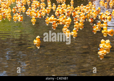 LOS Gatos, CA, Stati Uniti d'America - 12 giugno: La gomma duckies sono dando dei calci a fuori di loro estate al quarto Annual Silicon Valley gara d'anatra in vaso Foto Stock