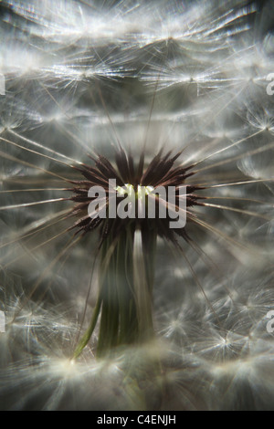 All'interno del infructescence tarassaco (Taraxacum officinale). Foto Stock