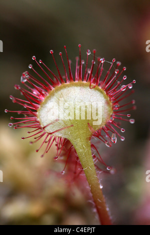 Lamina appiccicosa e Red peli ghiandolari di un Round-lasciava Sundew Drosera rotundifolia, Cumbria, Regno Unito Foto Stock