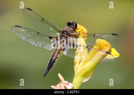 Quattro-spotted Chaser Libellula quadrimaculata presi in Cumbria, Regno Unito Foto Stock