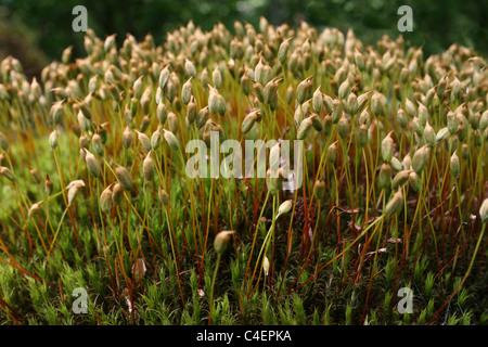 Moss mostra Sporophytes riproduttiva presi in Cumbria, Regno Unito Foto Stock