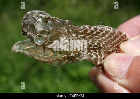 Capannone di recente pelle dalla testa di un serpente, Cumbria, Regno Unito Foto Stock